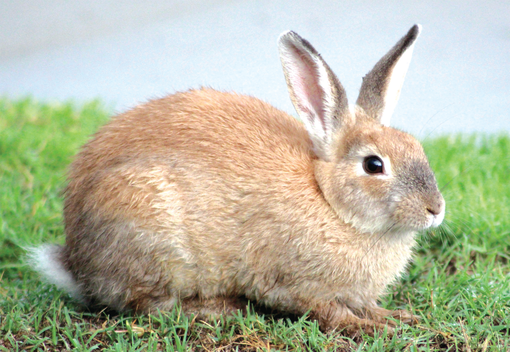 Darling Downs Moreton Rabbit Board and fence Have Your Say